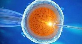 女性有染色体罗氏易位在简阳市做试管养囊成功率高吗？试管移植后需要保胎吗！